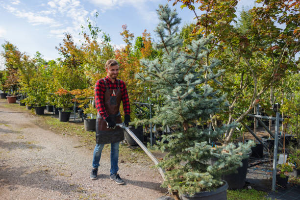 How Our Tree Care Process Works  in Bell Acres, PA